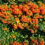 Pyracantha Firethorn Evergreen Hedging Image 4