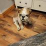 Bulldog statue Image 2