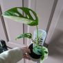 house plants 8euro eaxh Image 4