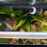 Fish Tank Plants Image 10