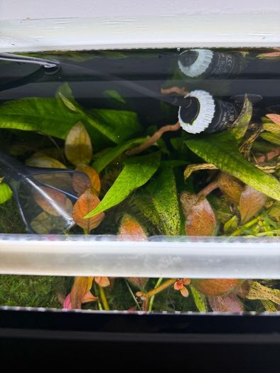 Fish Tank Plants