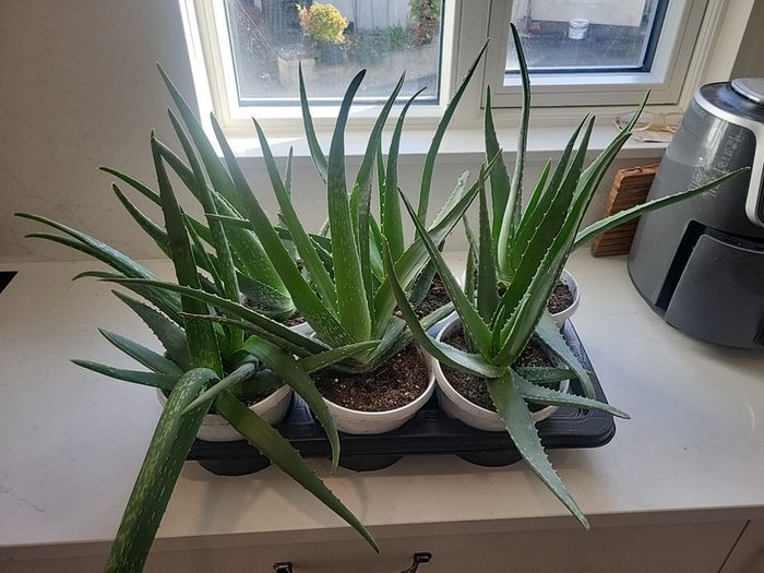 Aloe Vera plants