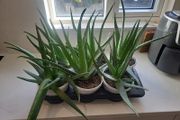 Aloe Vera plants