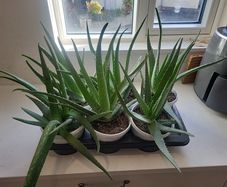 Aloe Vera plants
