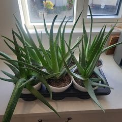 Aloe Vera plants