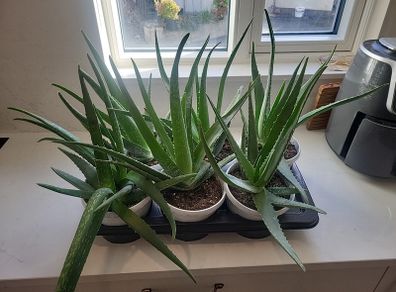 Aloe Vera plants