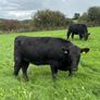 14 PBR Angus Maiden Heifers Image 5