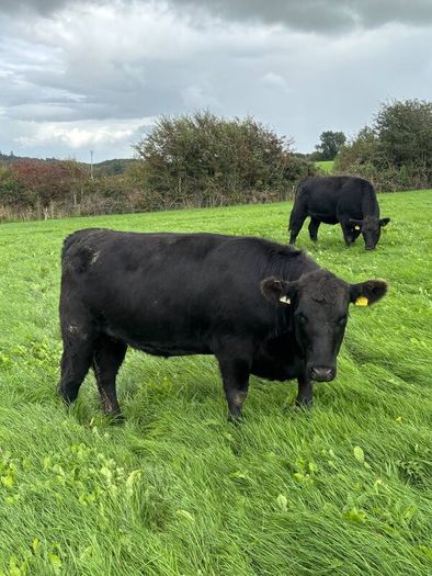 14 PBR Angus Maiden Heifers