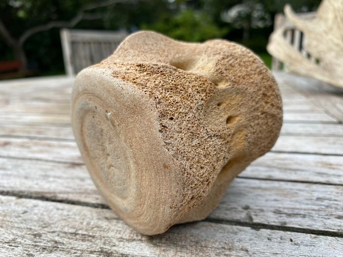 Whale vertebrae