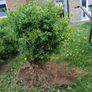 hedges Image 3