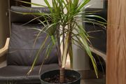 Plant with pot