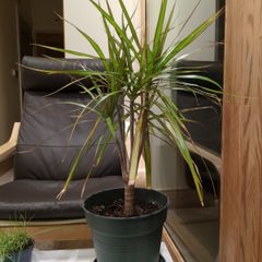 Plant with pot
