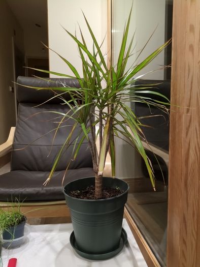 Plant with pot