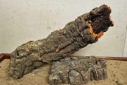 Cork Bark XXL