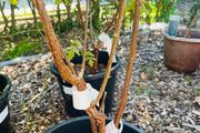 Griseum peeling bark Japanese Acer