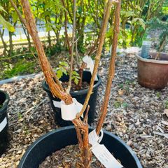 Griseum peeling bark Japanese Acer