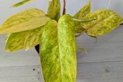 Philodendron Painted Lady Plant