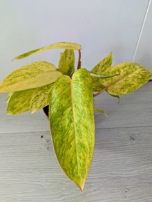 Philodendron Painted Lady Plant
