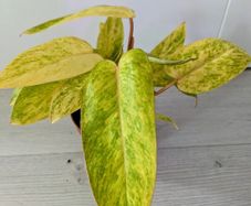 Philodendron Painted Lady Plant