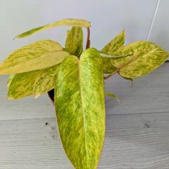 Philodendron Painted Lady Plant