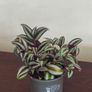 Tradescantia Zebrina Purple Inch Plant for sale Image 2