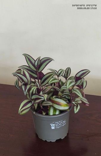 Tradescantia Zebrina Purple Inch Plant for sale