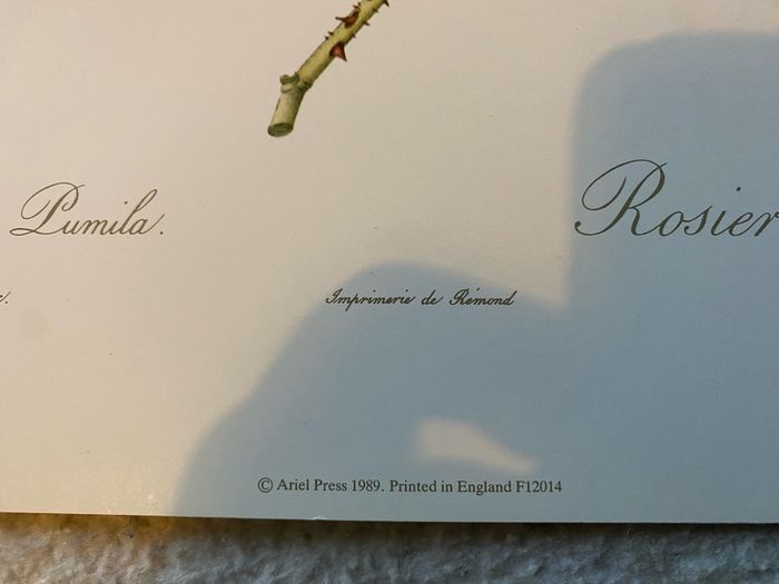 unframed Ariel press poster 1989 of roses