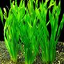 Aquarium plants for sale Image 6