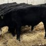 25 Top Quality Angus Bulls Image 2