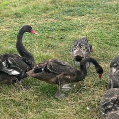 Poultry