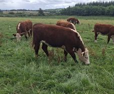 Hereford heifers