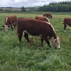 Hereford heifers