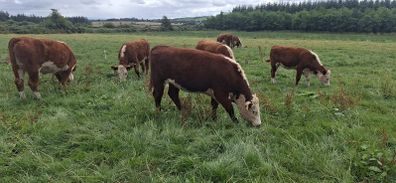 Hereford heifers