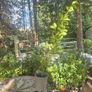 Potted Griselin Hedging - Potted x100 Image 3