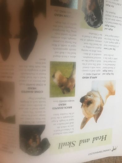 The Encyclopedia Of Dog Breeds