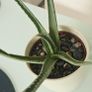 aloe vera with a pot Image 2