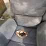 Free - Recliners Image 3