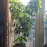 plant Image 2