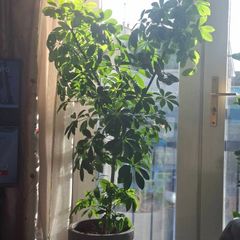 plant