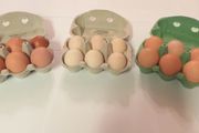 Hatching Eggs