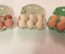 Hatching Eggs