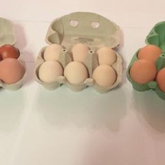 Hatching Eggs