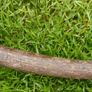 Traditional wooden shillelagh - rustic walking stick Image 3