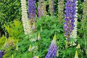 Tree Lupin