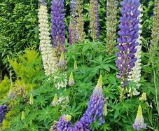 Tree Lupin