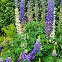 Tree Lupin