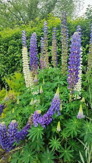 Tree Lupin