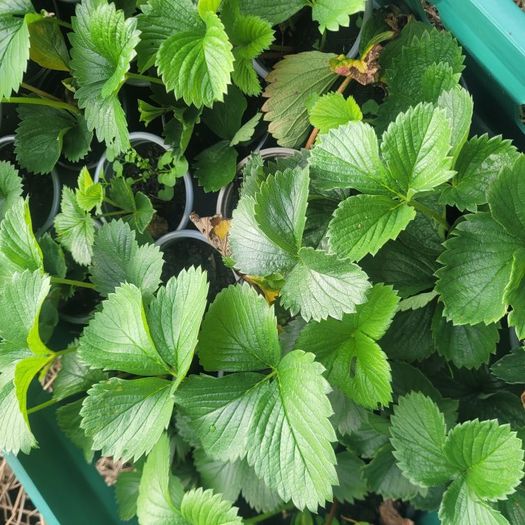 50 strawberry plants