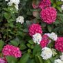 Hydrangea Image 5