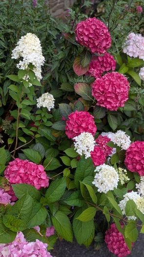 Hydrangea